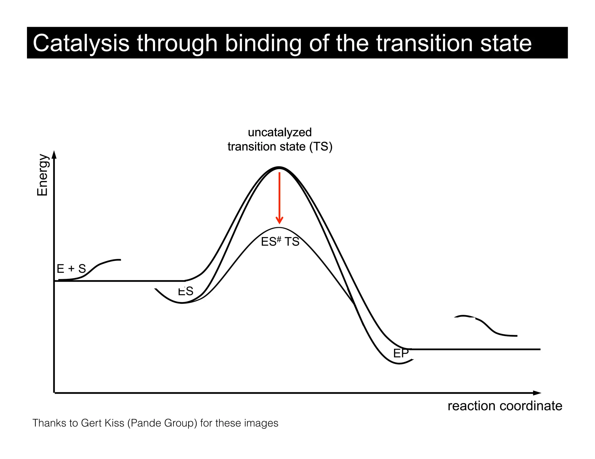 Catalysis through binding of the transition state


                                           uncatalyzed
                                       transition state (TS)
Energy




                                              ES# TS

         E+S
                             ES




                                                               EP



                                                                    reaction coordinate
Thanks to Gert Kiss (Pande Group) for these images
 