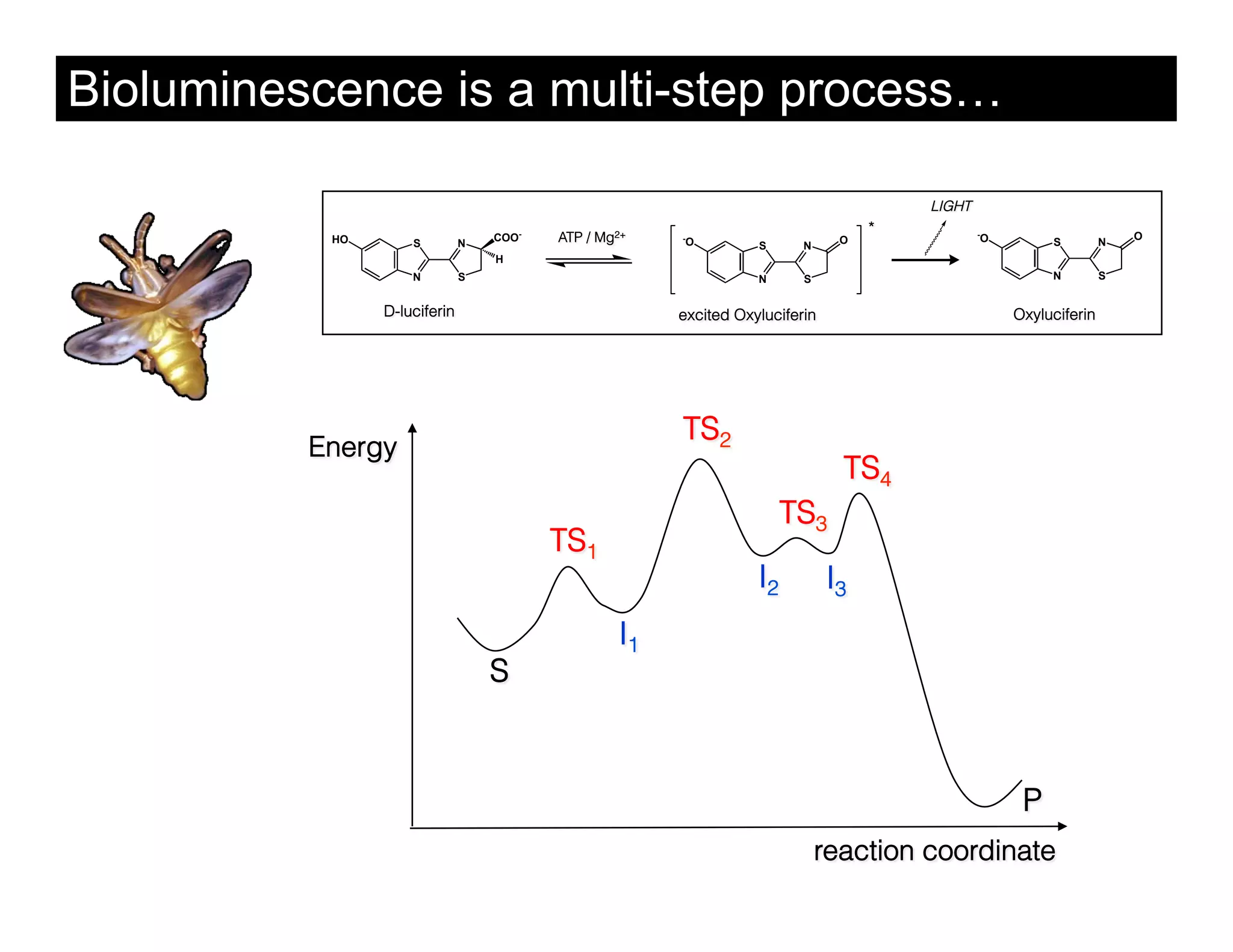 Bioluminescence is a multi-step process…

                                                                                      LIGHT
                                                                                  *
           HO                     COO-   ATP / Mg2+   -
                                                      O                       O
                                                                                              -
                                                                                              O        S         N
                                                                                                                     O
                    S         N                                  S      N
                                  H
                    N         S                                  N      S                              N         S


                D-luciferin                           excited Oxyluciferin                        Oxyluciferin




                                                      TS2
          Energy
                                                                              TS4
                                                                      TS3
                                         TS1
                                                                 I2          I3
                                                 I1
                                  S



                                                                                                   P
                                                                            reaction coordinate
 