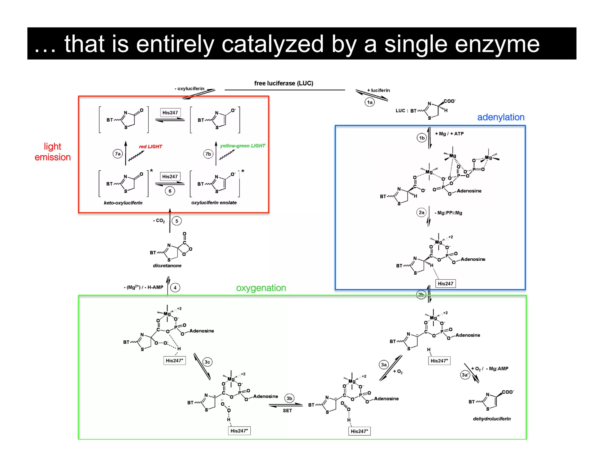 … that is entirely catalyzed by a single enzyme

                                         adenylation


  light
emission




                  oxygenation
 