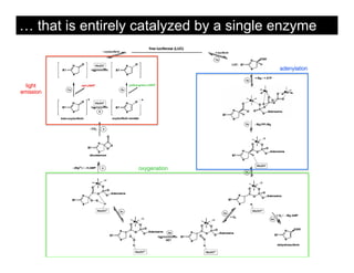 … that is entirely catalyzed by a single enzyme

                                         adenylation


  light
emission




                  oxygenation
 