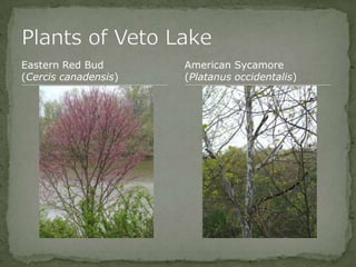 Bios 275:Elizabeth Knight:Isgrigg