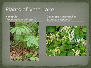 Bios 275:Elizabeth Knight:Isgrigg