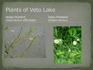 Bios 275:Elizabeth Knight:Isgrigg