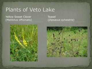 Bios 275:Elizabeth Knight:Isgrigg