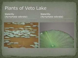 Bios 275:Elizabeth Knight:Isgrigg