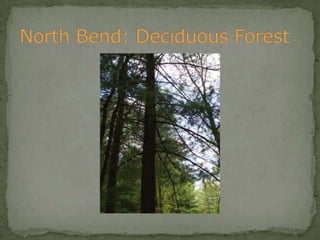 Bios 275:Elizabeth Knight:Isgrigg