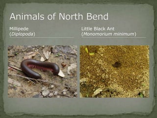 Bios 275:Elizabeth Knight:Isgrigg