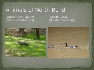 Bios 275:Elizabeth Knight:Isgrigg