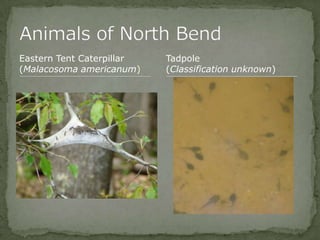 Bios 275:Elizabeth Knight:Isgrigg