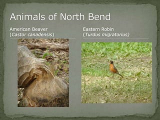 Bios 275:Elizabeth Knight:Isgrigg