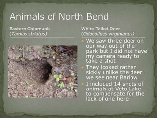 Bios 275:Elizabeth Knight:Isgrigg