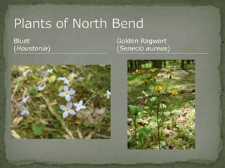 Bios 275:Elizabeth Knight:Isgrigg