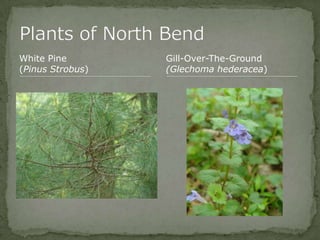 Bios 275:Elizabeth Knight:Isgrigg