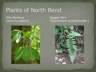 Bios 275:Elizabeth Knight:Isgrigg