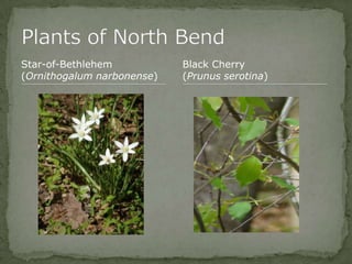 Bios 275:Elizabeth Knight:Isgrigg