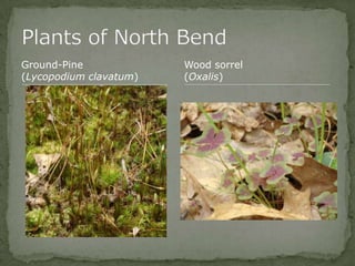 Bios 275:Elizabeth Knight:Isgrigg