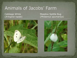 Bios 275:Elizabeth Knight:Isgrigg