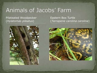 Bios 275:Elizabeth Knight:Isgrigg