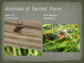 Bios 275:Elizabeth Knight:Isgrigg