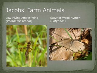 Bios 275:Elizabeth Knight:Isgrigg