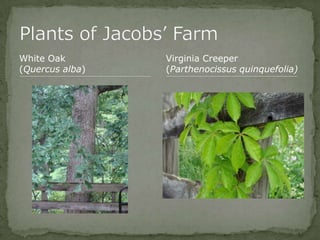 Bios 275:Elizabeth Knight:Isgrigg