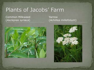 Bios 275:Elizabeth Knight:Isgrigg