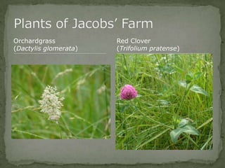 Bios 275:Elizabeth Knight:Isgrigg