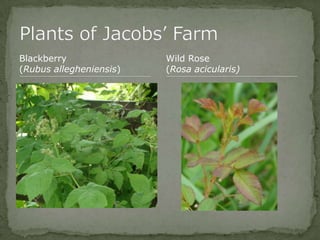 Bios 275:Elizabeth Knight:Isgrigg