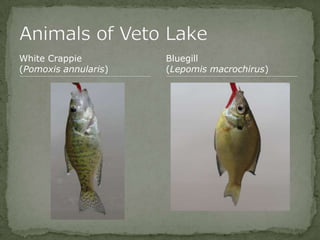 Bios 275:Elizabeth Knight:Isgrigg