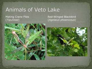 Bios 275:Elizabeth Knight:Isgrigg