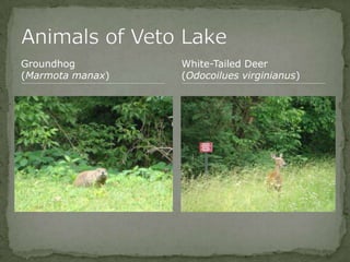 Bios 275:Elizabeth Knight:Isgrigg