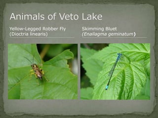 Bios 275:Elizabeth Knight:Isgrigg