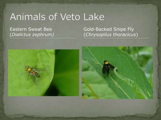 Bios 275:Elizabeth Knight:Isgrigg