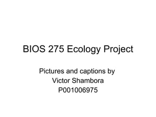 BIOS 275 Ecology Project Pictures and captions by  Victor Shambora P001006975 
