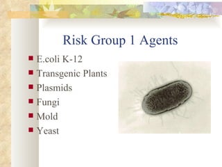 Risk Group 1 Agents E.coli K-12 Transgenic Plants Plasmids Fungi Mold Yeast 
