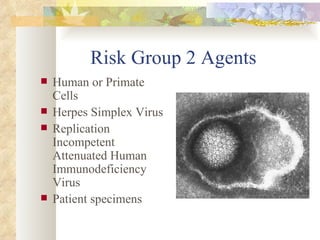Risk Group 2 Agents Human or Primate Cells Herpes Simplex Virus Replication Incompetent Attenuated Human Immunodeficiency Virus Patient specimens 