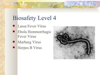 Biosafety Level 4 Lassa Fever Virus Ebola Hemmorrhagic Fever Virus Marburg Virus Herpes B Virus 