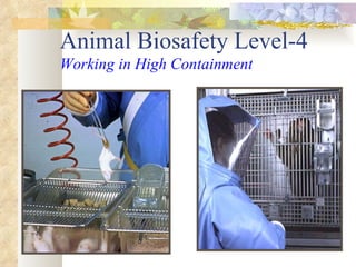 Animal Biosafety Level-4 Working in High Containment 