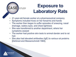 Hives From Rats Biosafety: Animal Allergens | PPTX