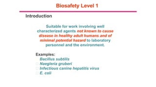 Biohazard Level 1 Example basic concept on Biosafety level class 1 | PPTX