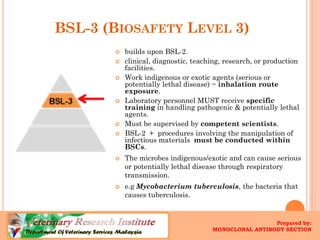 BSL-3 (BIOSAFETYLEVEL3) 
builds upon BSL-2. 
clinical, diagnostic, teaching, research, or production facilities. 
Work indigenous or exotic agents (serious or potentially lethal disease) ~ inhalation route exposure. 
Laboratory personnel MUST receive specific trainingin handling pathogenic & potentially lethal agents. 
Must be supervised by competent scientists. 
BSL-2 + procedures involving the manipulation of infectious materials must be conducted within BSCs. 
The microbes indigenous/exotic and can cause serious or potentially lethal disease through respiratory transmission. 
e.gMycobacterium tuberculosis, the bacteria that causes tuberculosis. 
Prepared by: 
MONOCLONAL ANTIBODY SECTION  