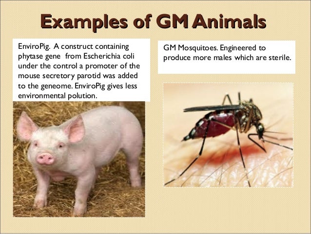 Biosafety of gmos and the role of entomologists