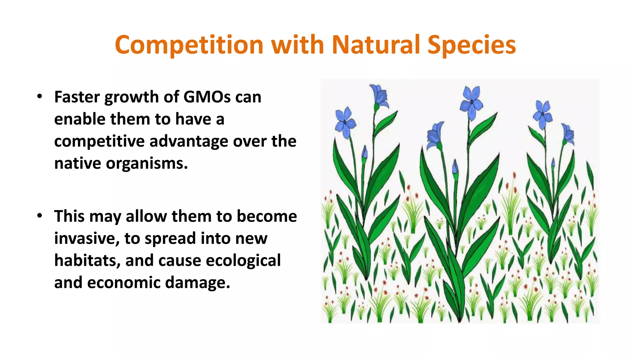Competition with Natural Species
• Faster growth of GMOs can
enable them to have a
competitive advantage over the
native organisms.
• This may allow them to become
invasive, to spread into new
habitats, and cause ecological
and economic damage.
 
