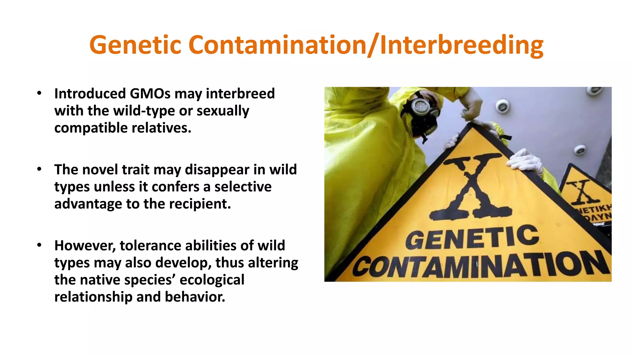 Genetic Contamination/Interbreeding
• Introduced GMOs may interbreed
with the wild-type or sexually
compatible relatives.
• The novel trait may disappear in wild
types unless it confers a selective
advantage to the recipient.
• However, tolerance abilities of wild
types may also develop, thus altering
the native species’ ecological
relationship and behavior.
 