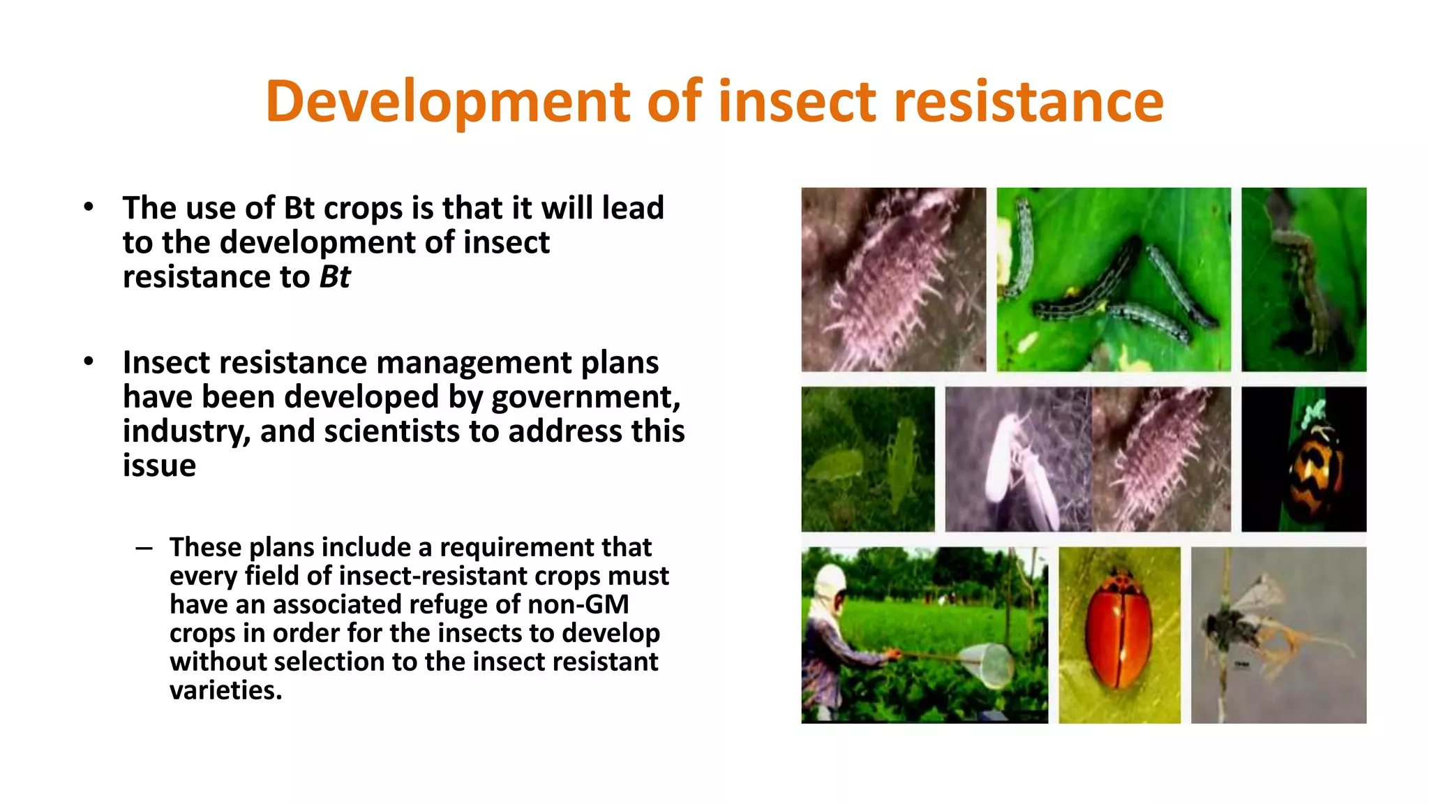 Development of insect resistance
• The use of Bt crops is that it will lead
to the development of insect
resistance to Bt
• Insect resistance management plans
have been developed by government,
industry, and scientists to address this
issue
– These plans include a requirement that
every field of insect-resistant crops must
have an associated refuge of non-GM
crops in order for the insects to develop
without selection to the insect resistant
varieties.
 