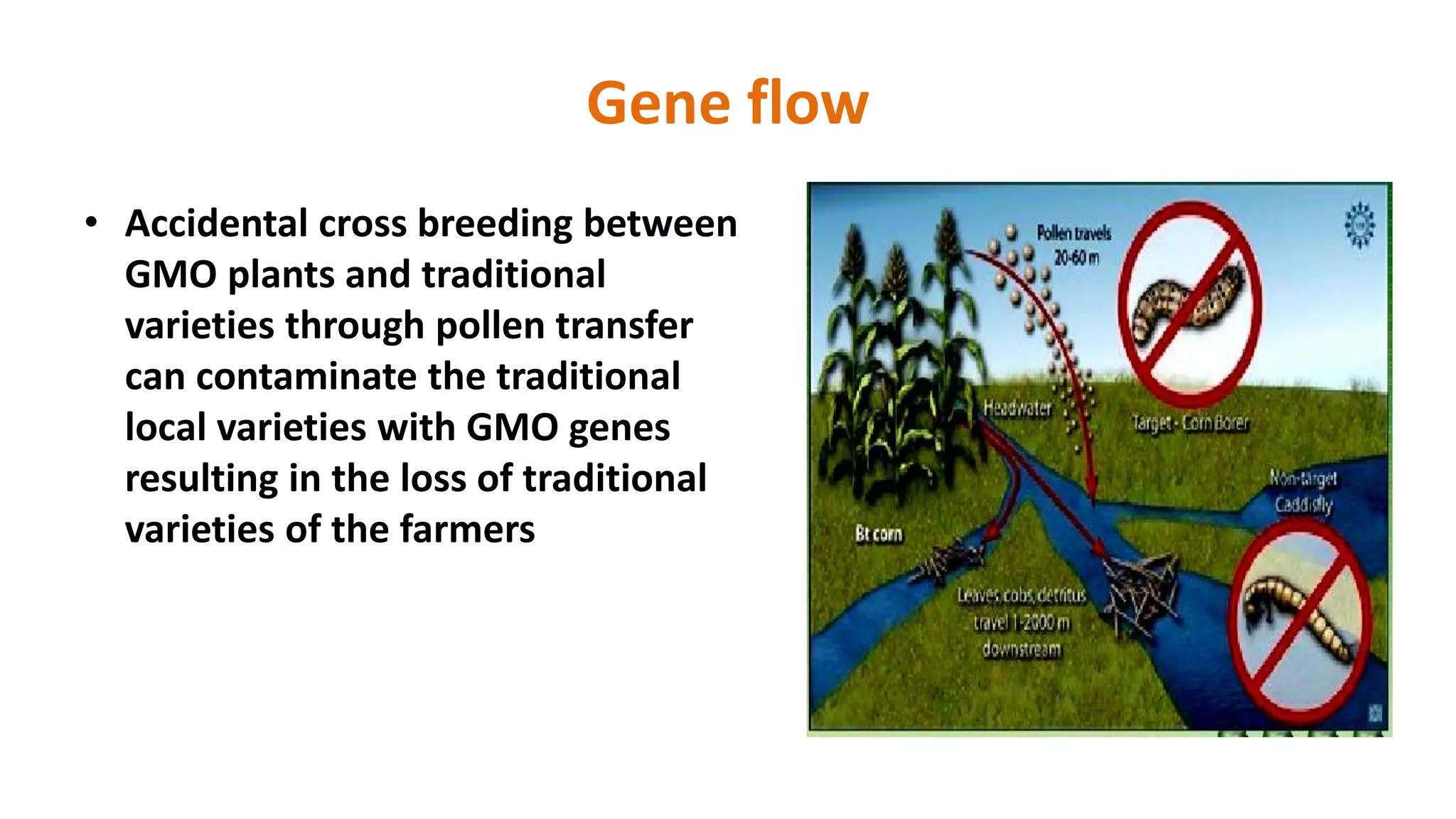 Gene flow
• Accidental cross breeding between
GMO plants and traditional
varieties through pollen transfer
can contaminate the traditional
local varieties with GMO genes
resulting in the loss of traditional
varieties of the farmers
 