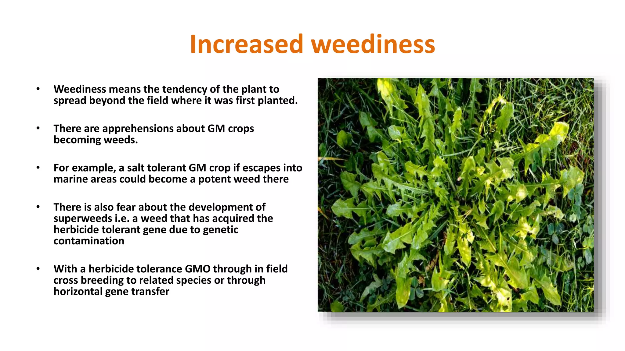 Increased weediness
• Weediness means the tendency of the plant to
spread beyond the field where it was first planted.
• There are apprehensions about GM crops
becoming weeds.
• For example, a salt tolerant GM crop if escapes into
marine areas could become a potent weed there
• There is also fear about the development of
superweeds i.e. a weed that has acquired the
herbicide tolerant gene due to genetic
contamination
• With a herbicide tolerance GMO through in field
cross breeding to related species or through
horizontal gene transfer
 