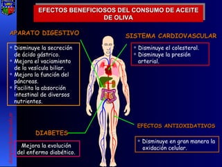 EFECTOS BENEFICIOSOS DEL CONSUMO DE ACEITE DE OLIVA [email_address] EFECTOS ANTIOXIDATIVOS Disminuye en gran manera la  oxidación celular.  APARATO DIGESTIVO Disminuye la secreción de ácido gástrico. Mejora el vaciamiento de la vesícula biliar. Mejora la función del páncreas. Facilita la absorción intestinal de diversos nutrientes.  SISTEMA CARDIOVASCULAR Disminuye el colesterol. Disminuye la presión arterial. DIABETES Mejora la evolución del enfermo diabético. 