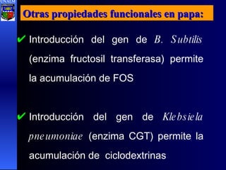 Otras propiedades funcionales en papa:  Introducción del gen de  B. Subtilis  (enzima fructosil transferasa) permite la acumulación de FOS Introducción del gen de  Klebsiela pneumoniae  (enzima CGT) permite la acumulación de  ciclodextrinas UNALM 