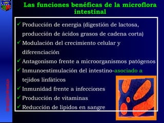Producción de energía (digestión de lactosa, producción de ácidos grasos de cadena corta) Modulación del crecimiento celular y diferenciación Antagonismo frente a microorganismos patógenos Inmunoestimulación del intestino- asociado a  tejidos linfáticos Inmunidad frente a infecciones Producción de vitaminas Reducción de lípidos en sangre Las funciones benéficas de la microflora intestinal [email_address] 
